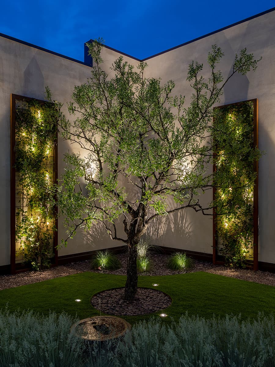 Árvore iluminada de baixo para cima à noite em um pátio externo.